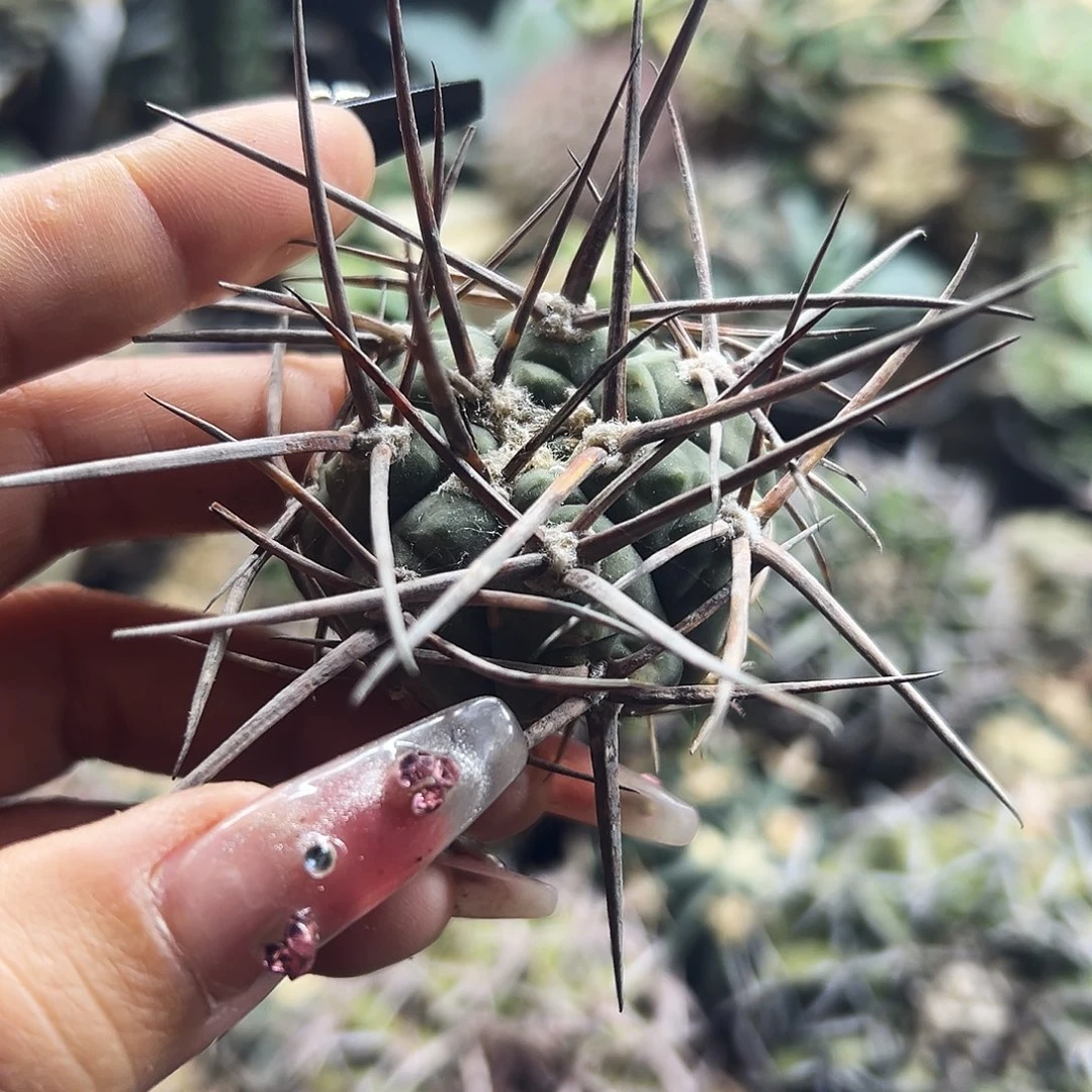 超刺天平有根仙人球66666666666