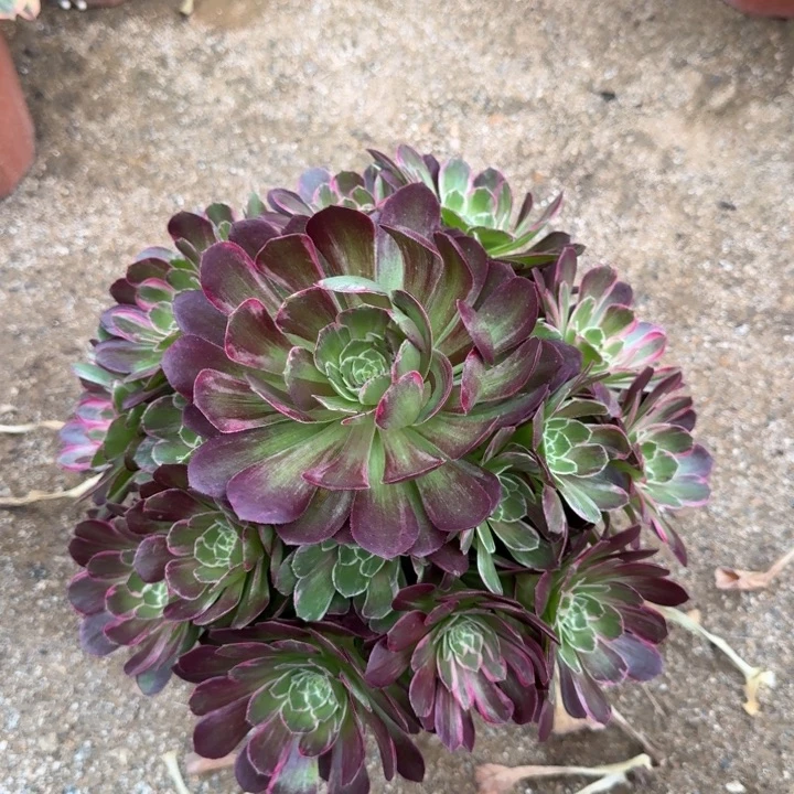 花好月又圆0420-94