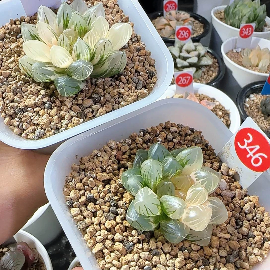 咪***宝254号霓虹灯346号OM