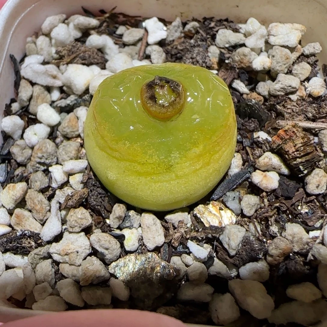 不***猫肉锥多肉植物百科5-607