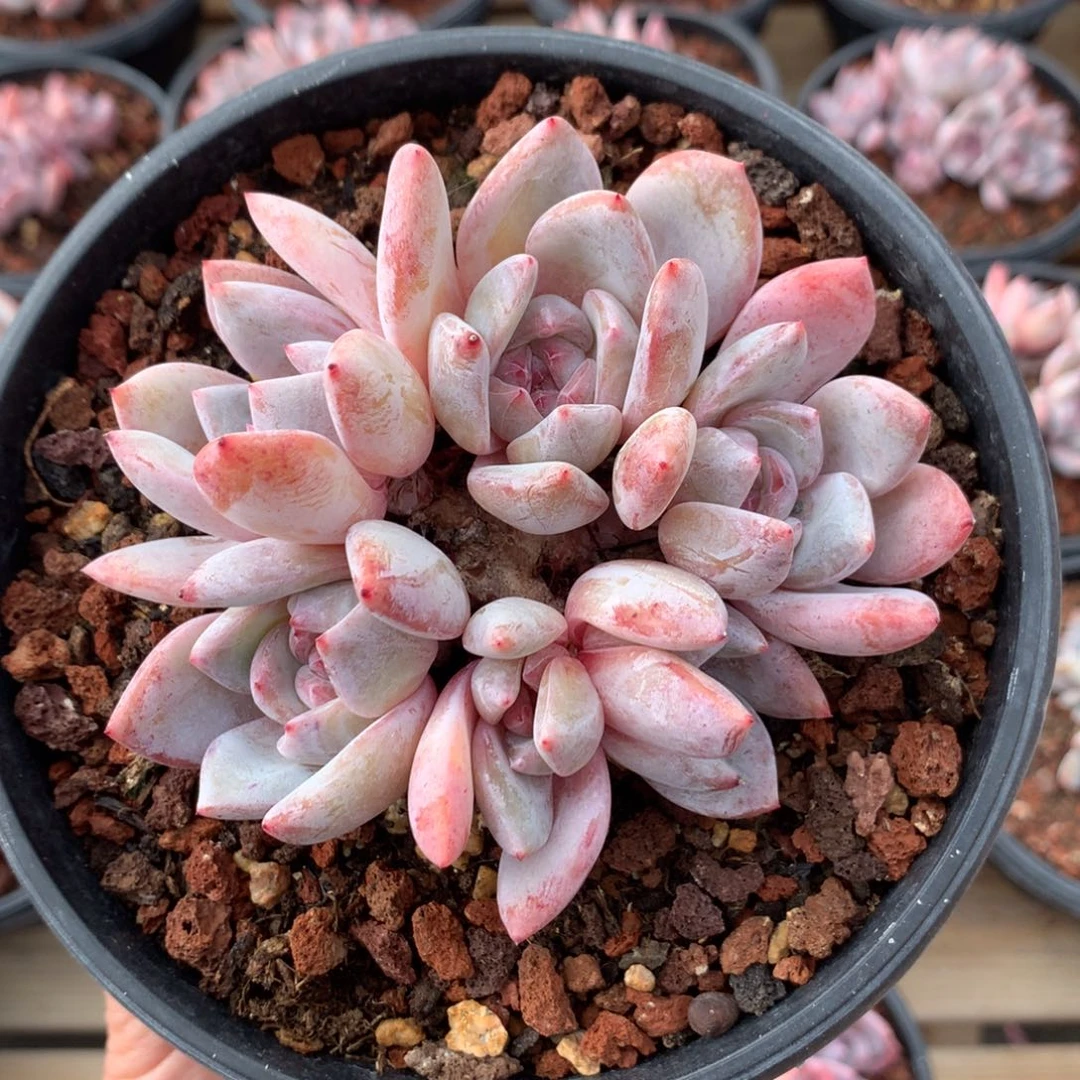 橙梦露一头一桩 （9.5cm）十九号多肉铺