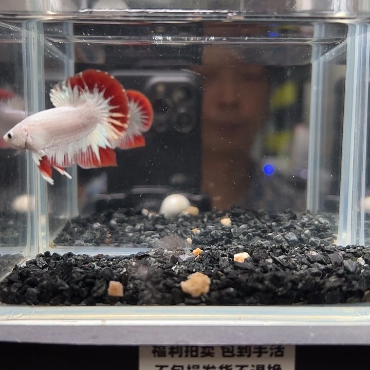 斗鱼竞拍跑单拉黑10日29