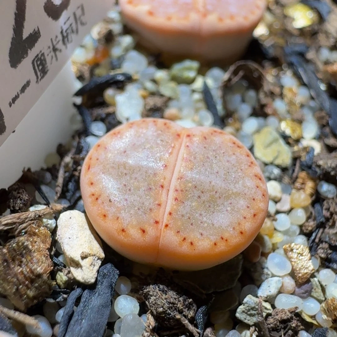 Sss清仓便宜出了1125