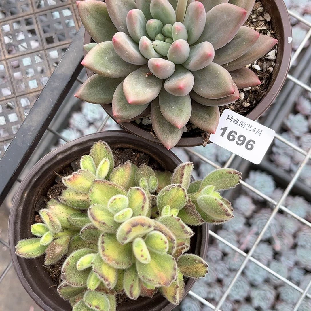 阿雅园艺。    1696