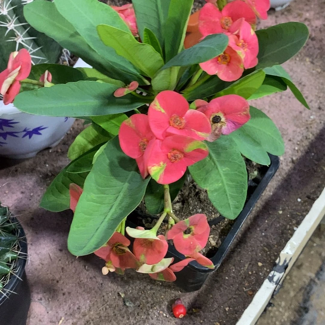 @***呗完全开放虎刺梅仙人球仙人掌