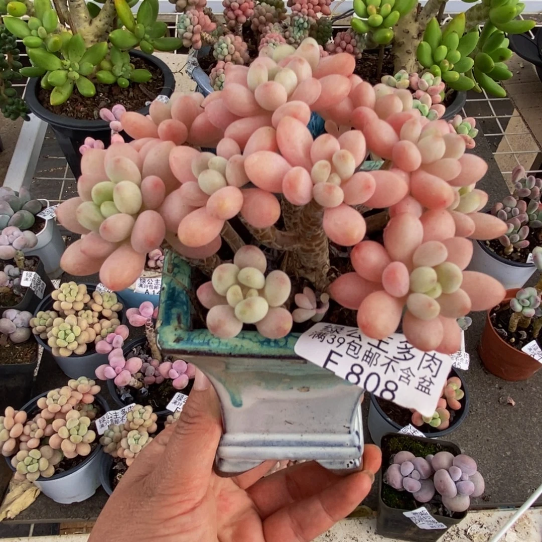 808鱼子酱10cm多肉