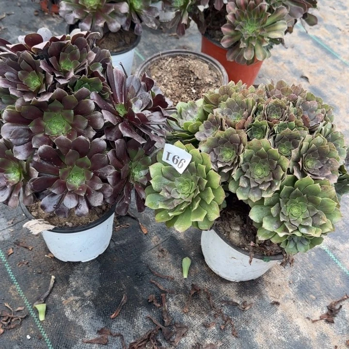 991万圣节➕欧紫包邮。