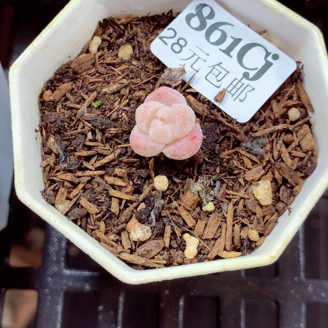 5厘米盆精控多肉861