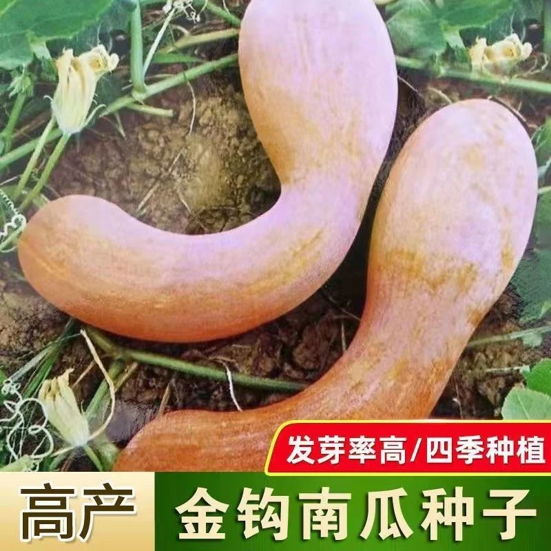 春播】精品金钩南瓜种子高产量特大长条南瓜四季南瓜种子蔬菜种籽