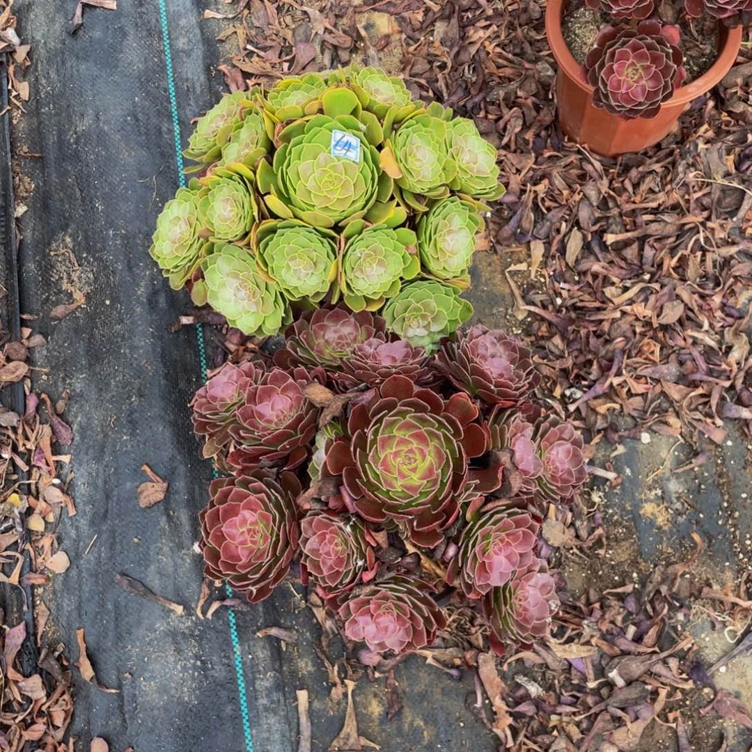 贤***惠一对不包断枝64鲜花老桩