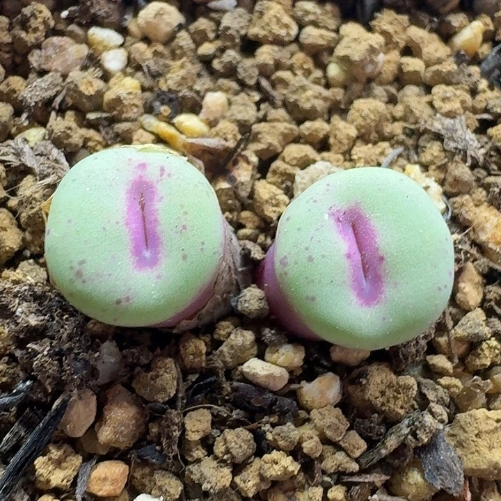 老马生石花p嘴2728