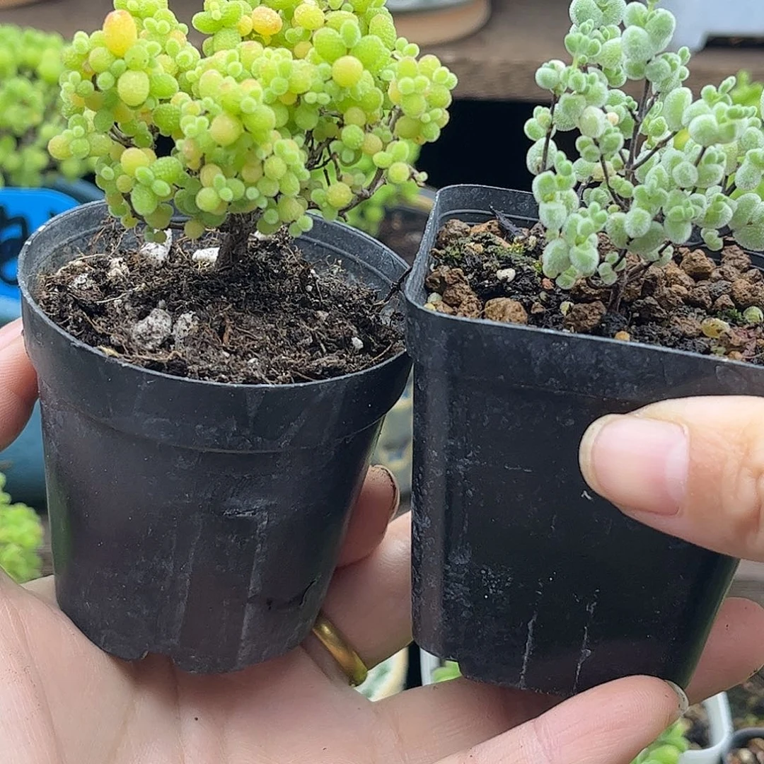 柠***水蜜桔糖球优选枝干番杏