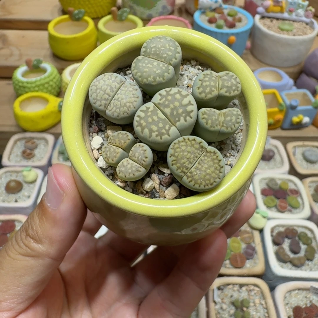奕***艺蘑菇226绿饼彩拼多肉植物