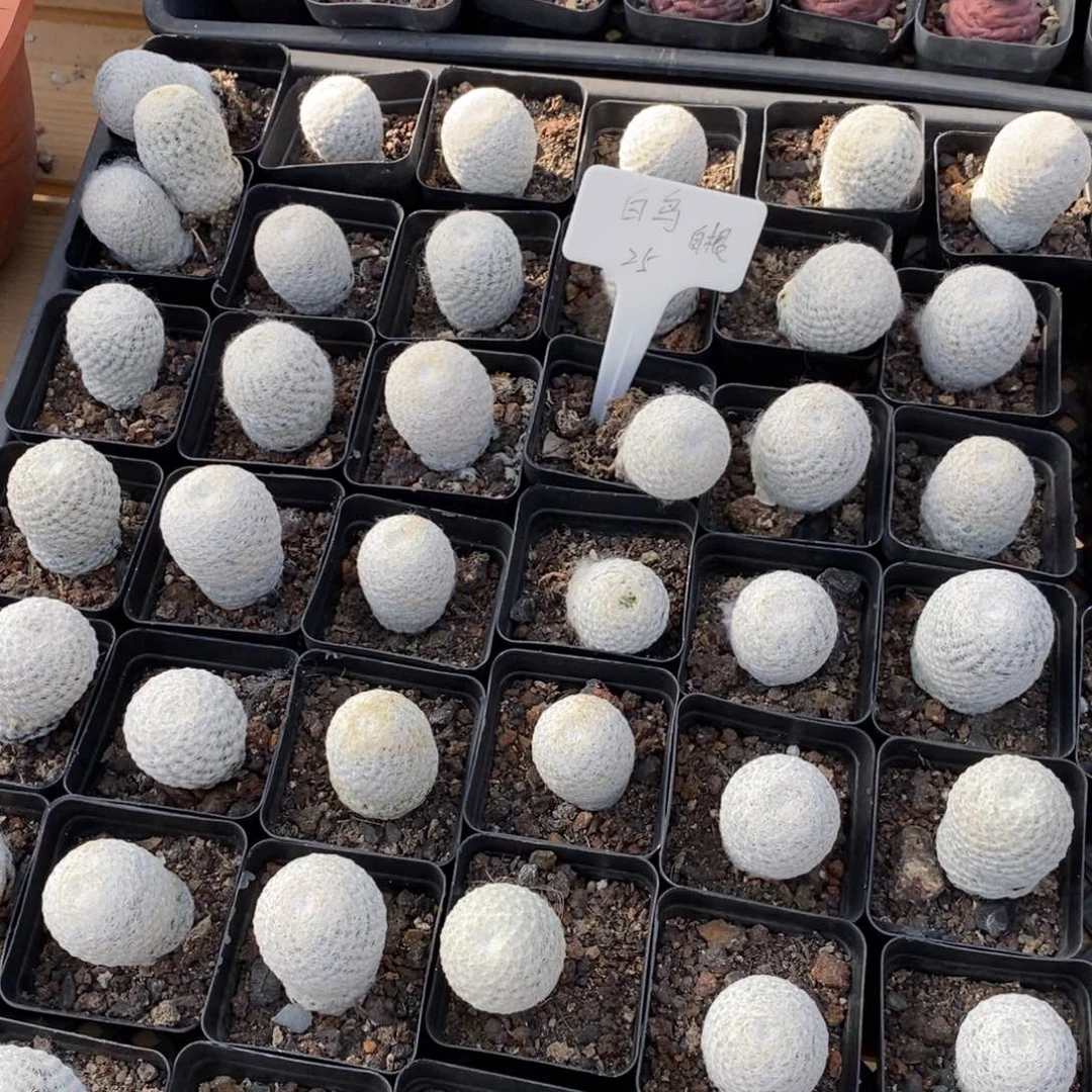 粗砂花盆佳****佳jia框养三个月