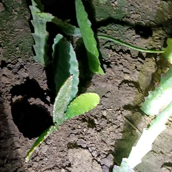 新***月完全开放令箭何花东北小粉