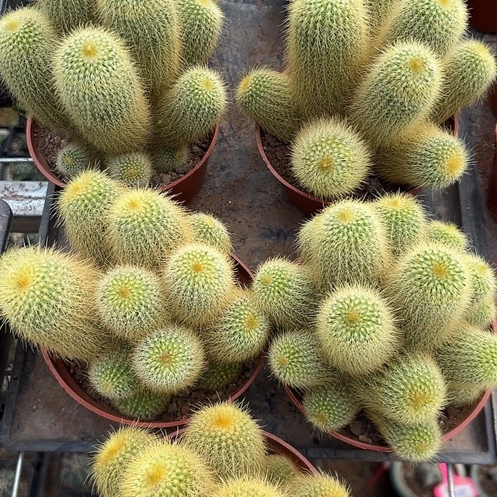 金丝猴随机一颗。