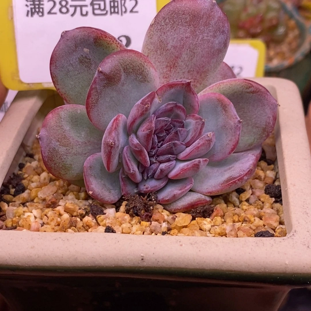 1162黑橙子缀化多肉……