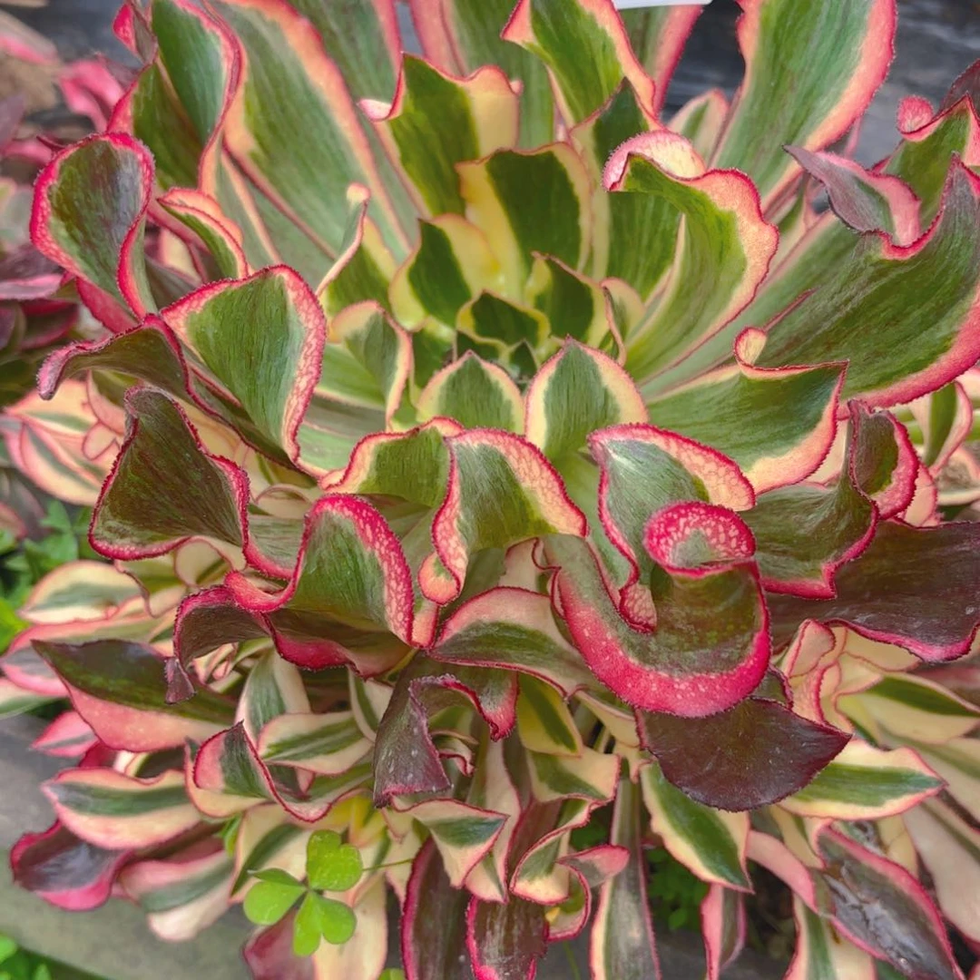 魅影多肉多肉植物19.1号