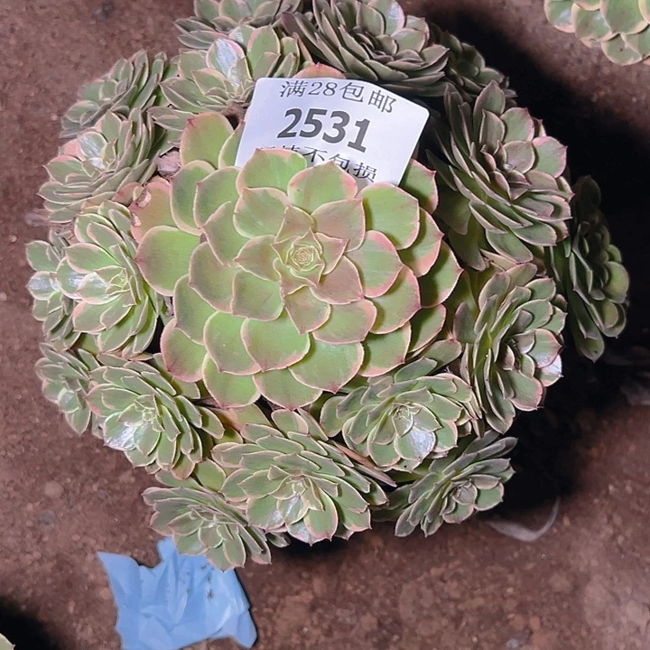 2531粉花妖多肉植物
