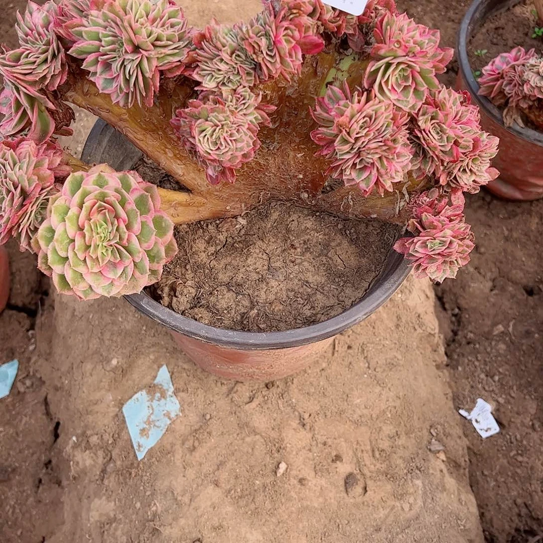 无花朵多肉植物816