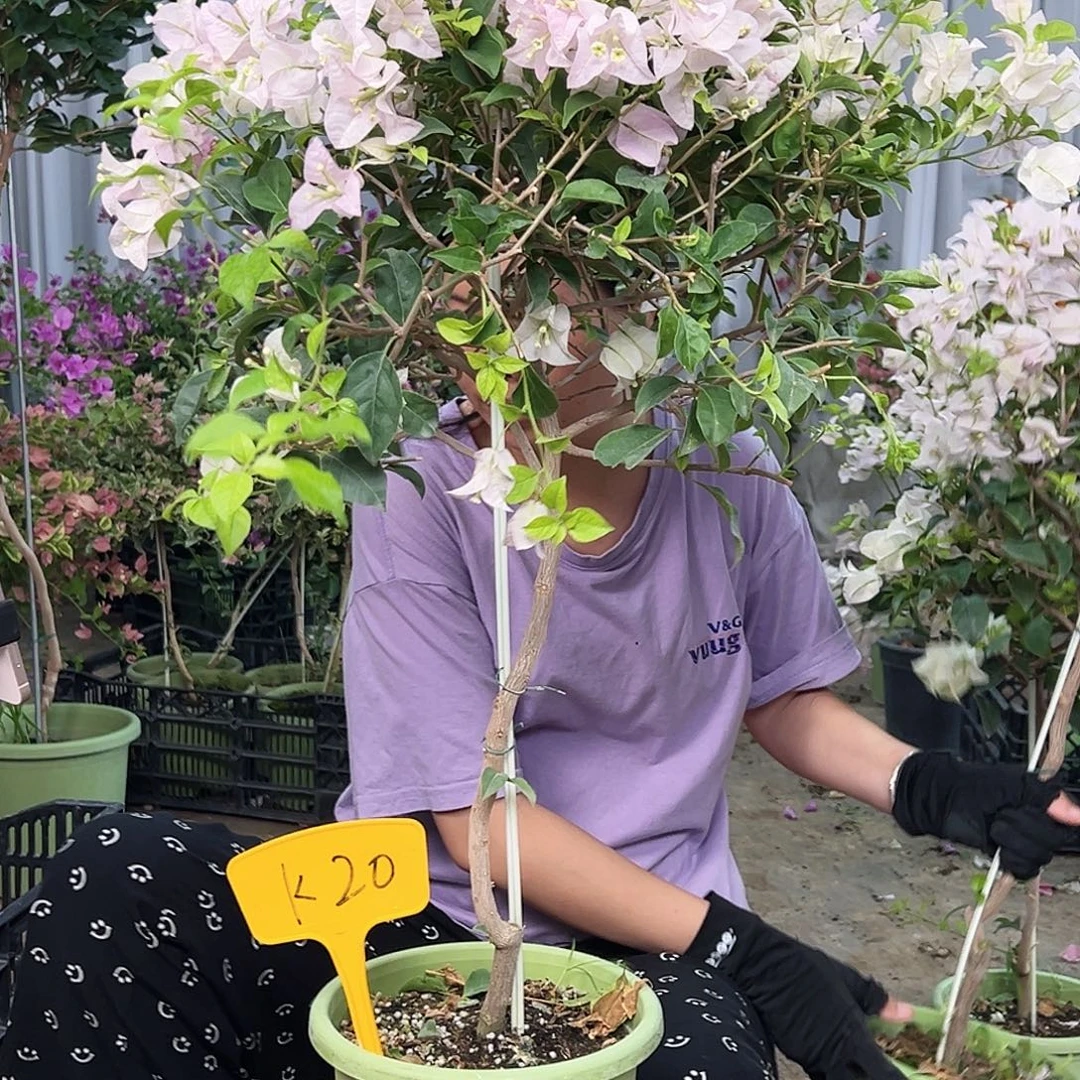 丹***完全开放 K20苹果苹果