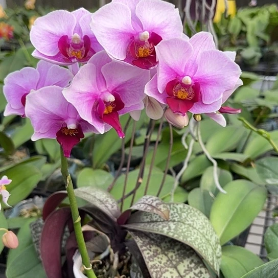 完全开放宝贝3.0平杯带剑