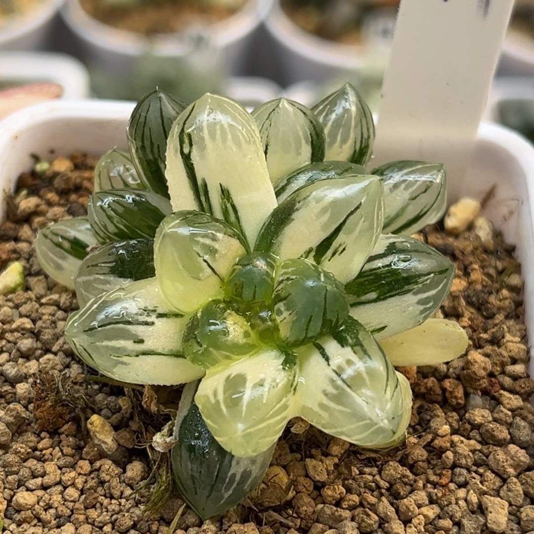 47双头极上斑不知名玉露锦福利专场