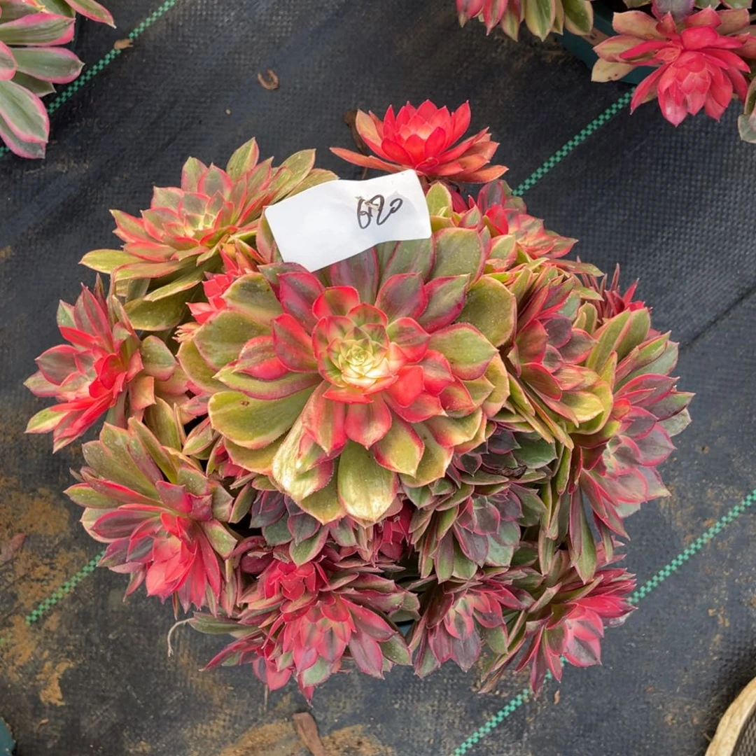 620111111111111111111