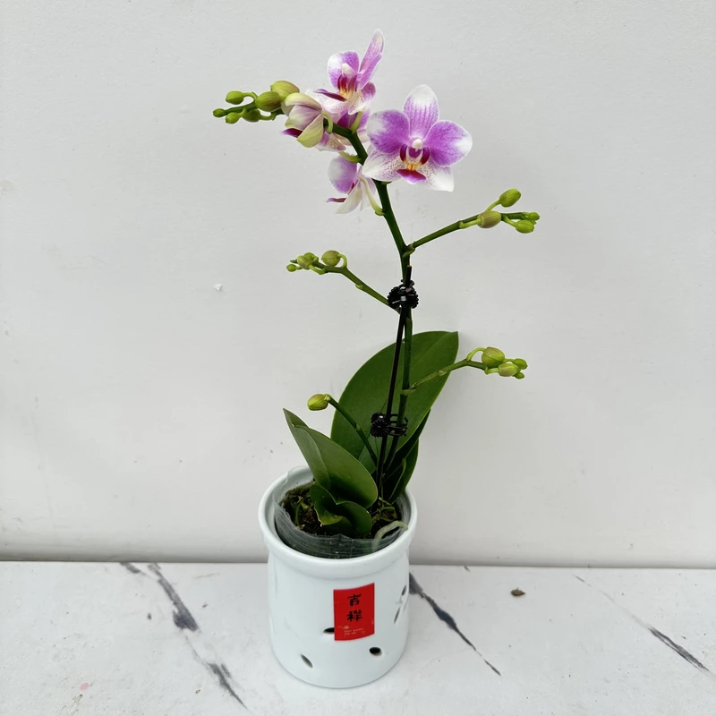 慕兰优选【小丸子】-蝴蝶兰组盆摆设客厅摆设种植基地发货1-1