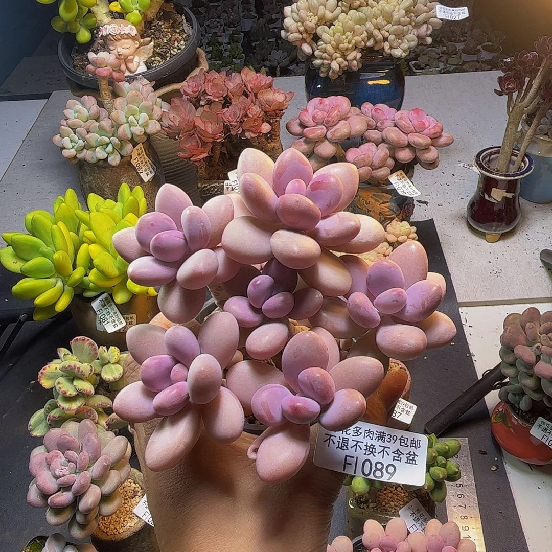 杭***希糖果桃蛋089/10cm多肉