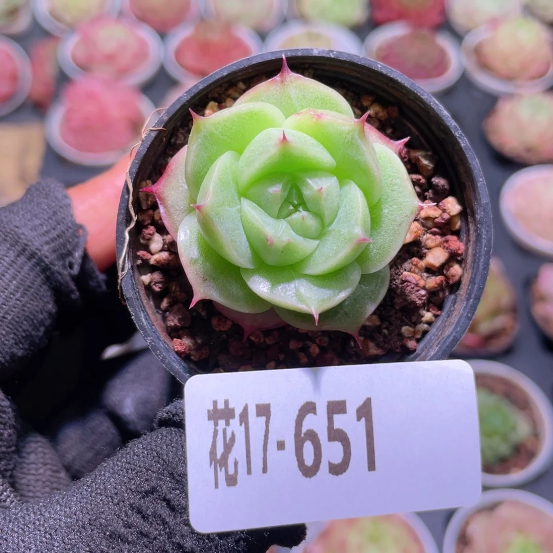 花利美17-651海王