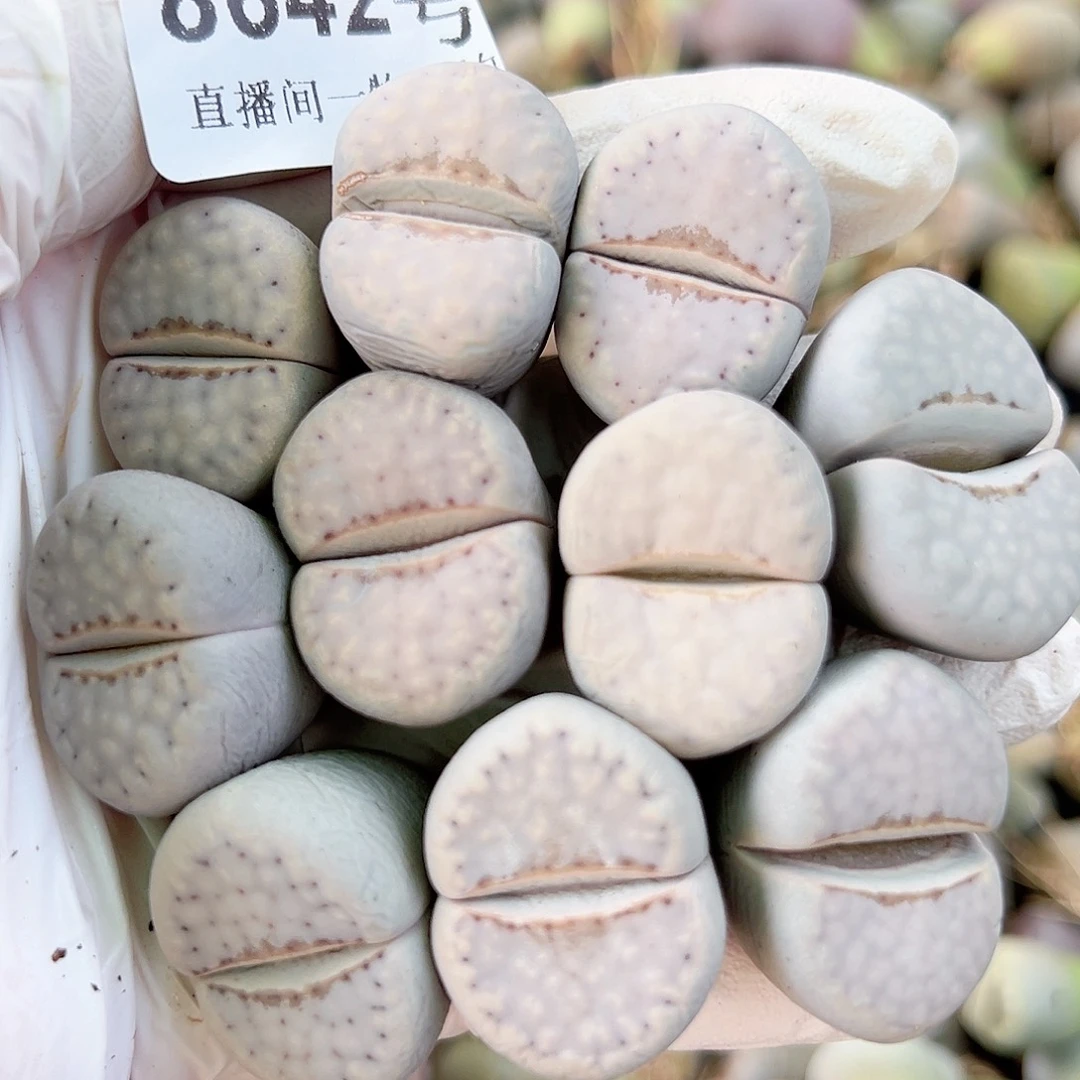 8642 好养易活生石花大母本10个2-2.5cm有点干特价