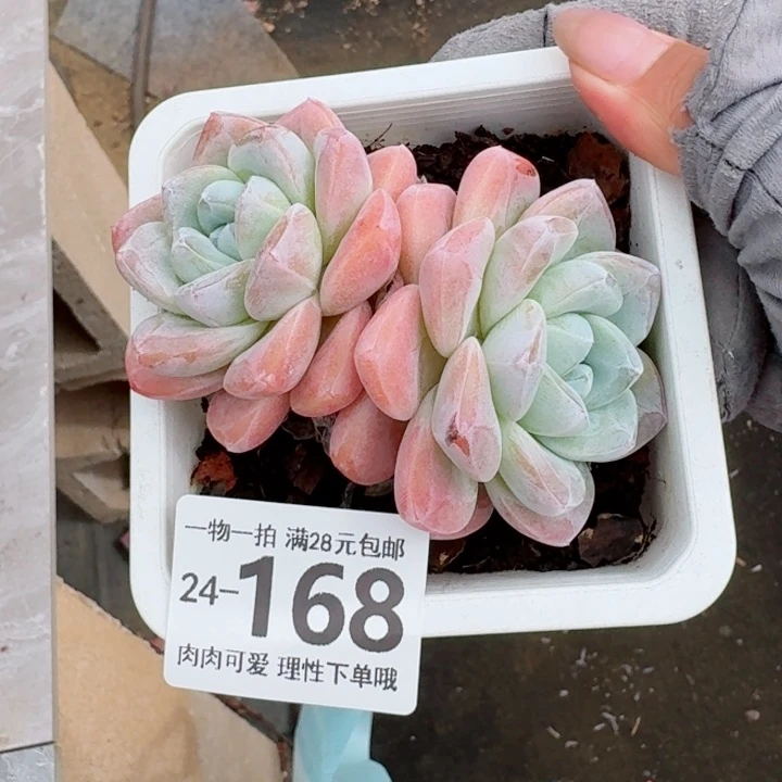 冰玉无盆土发货无盆土发货