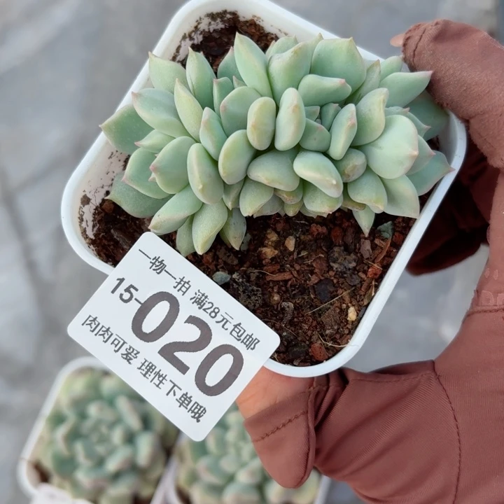 超奶缀化无盆土发货多肉多