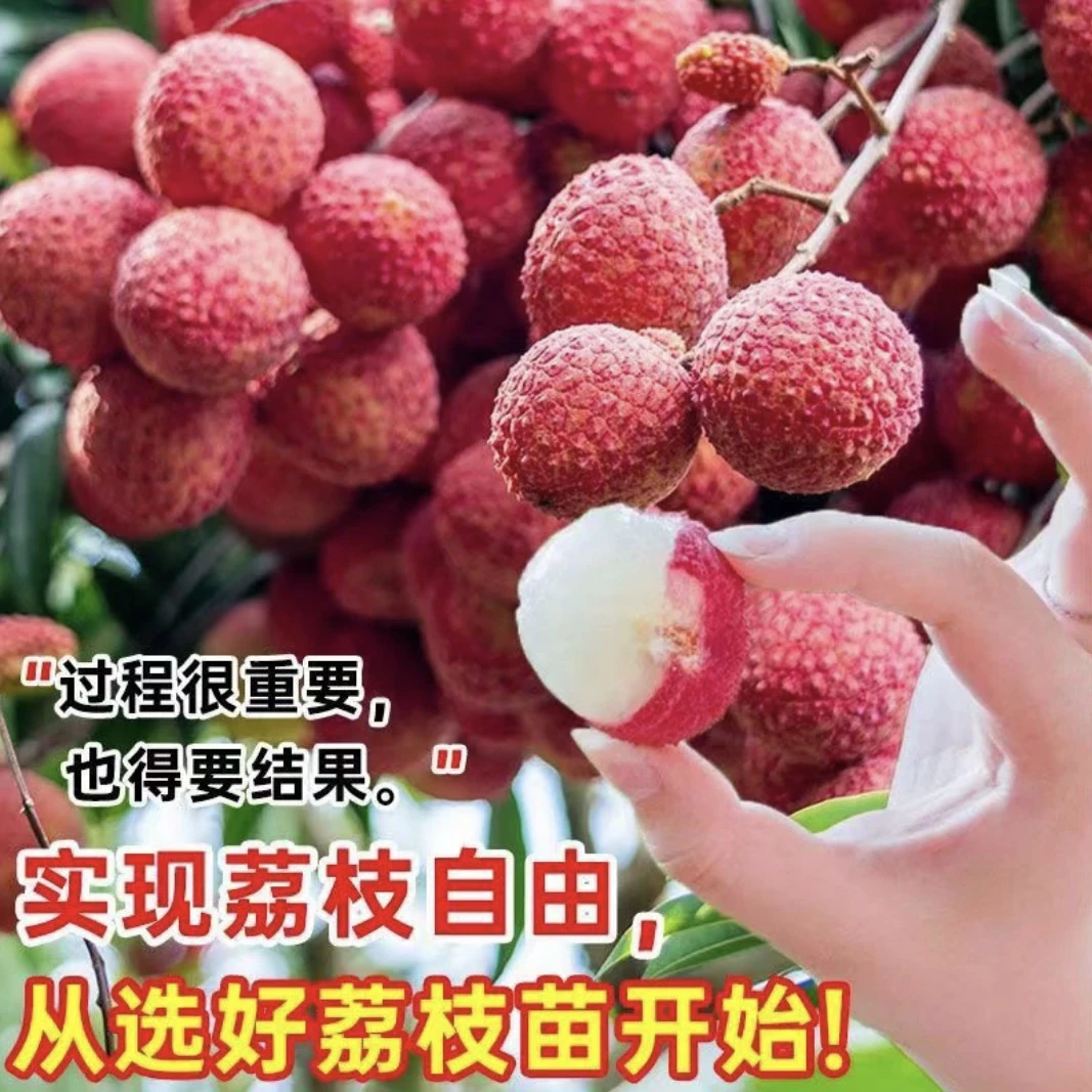 o1荔枝树苗四季盆栽无核荔枝嫁接好养种植果树果苗南北方荔枝