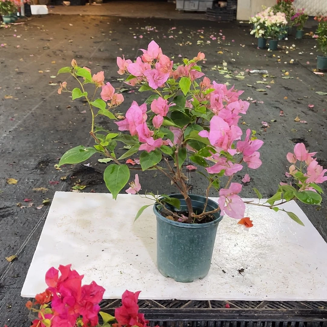 完全开放澄粉公主掌中宝一颗