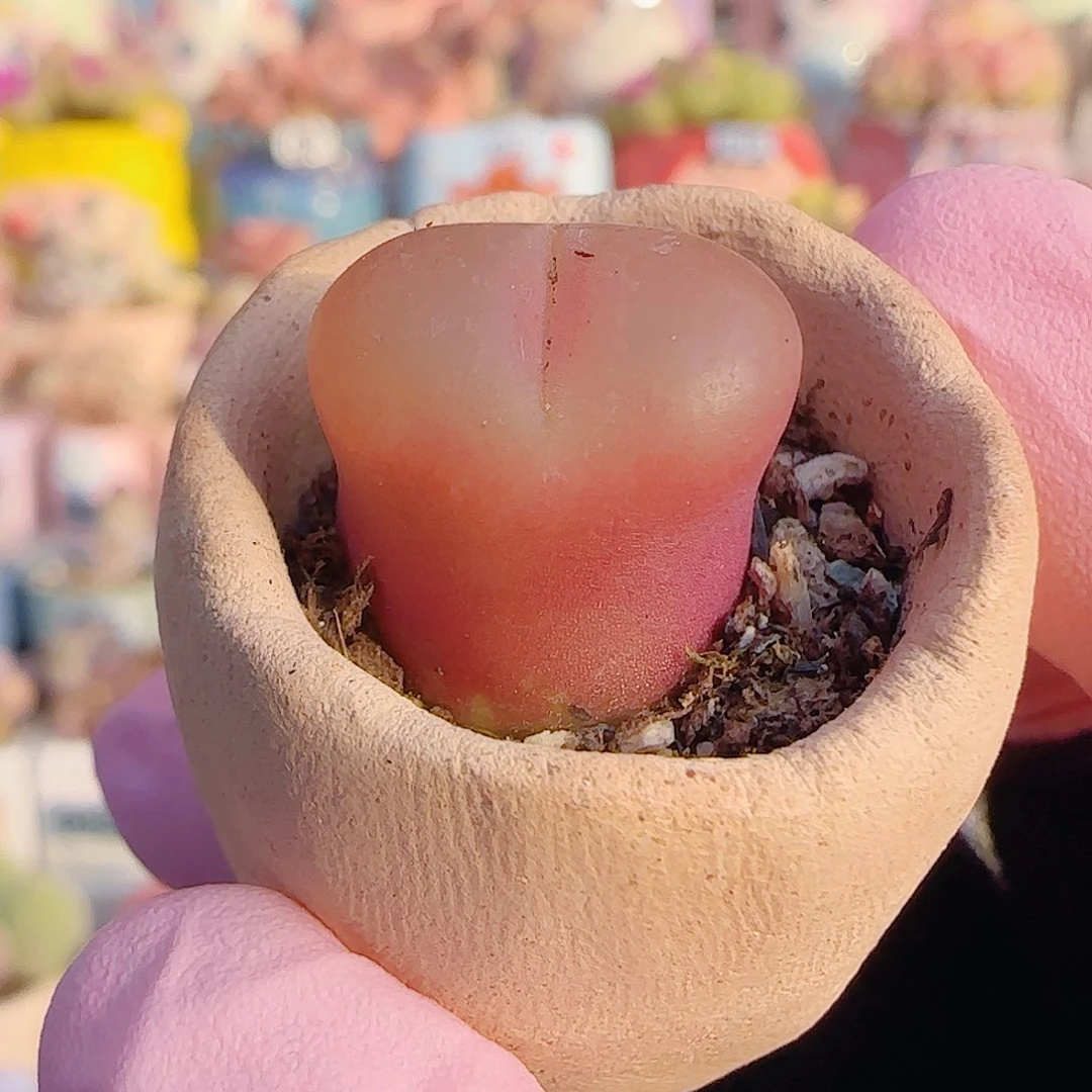 L  可爱蟠桃 带盆