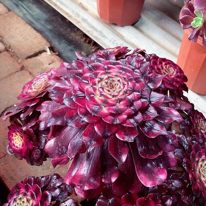 美姬的，多肉植物