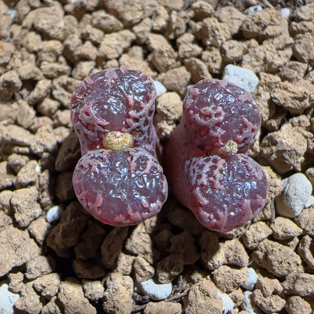 肉锥多肉植物组合-3km勋章1399