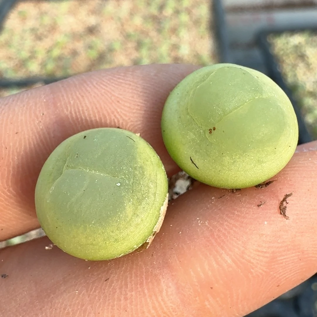 757两颗拉拉00000000000