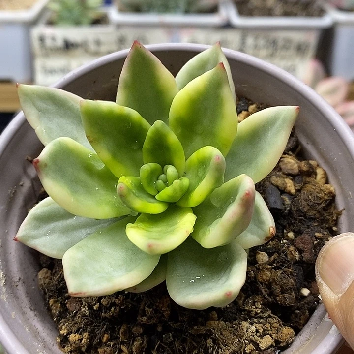 06271 祝之松锦多肉