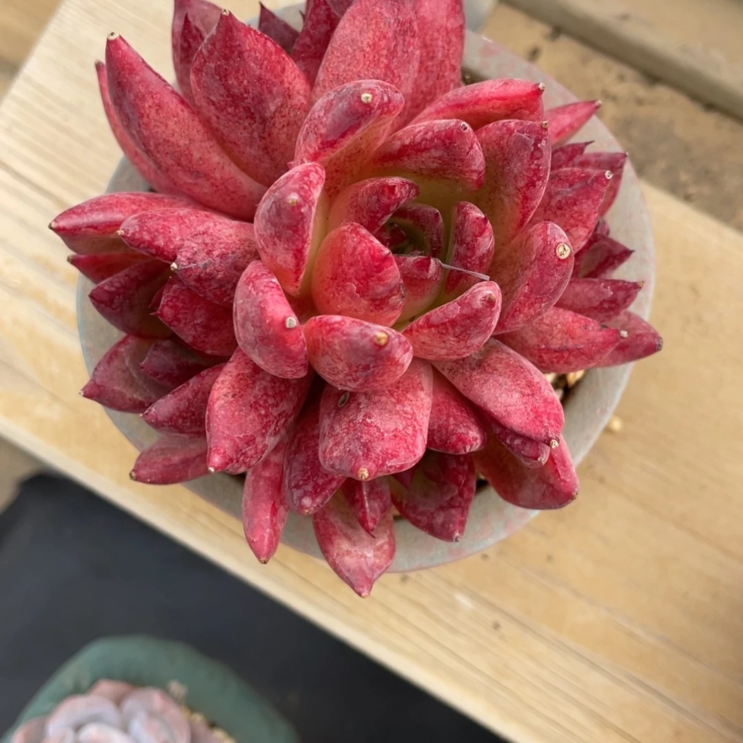 特殊系统东云群生