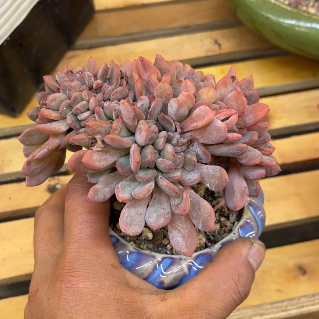 漠*811818919291918192