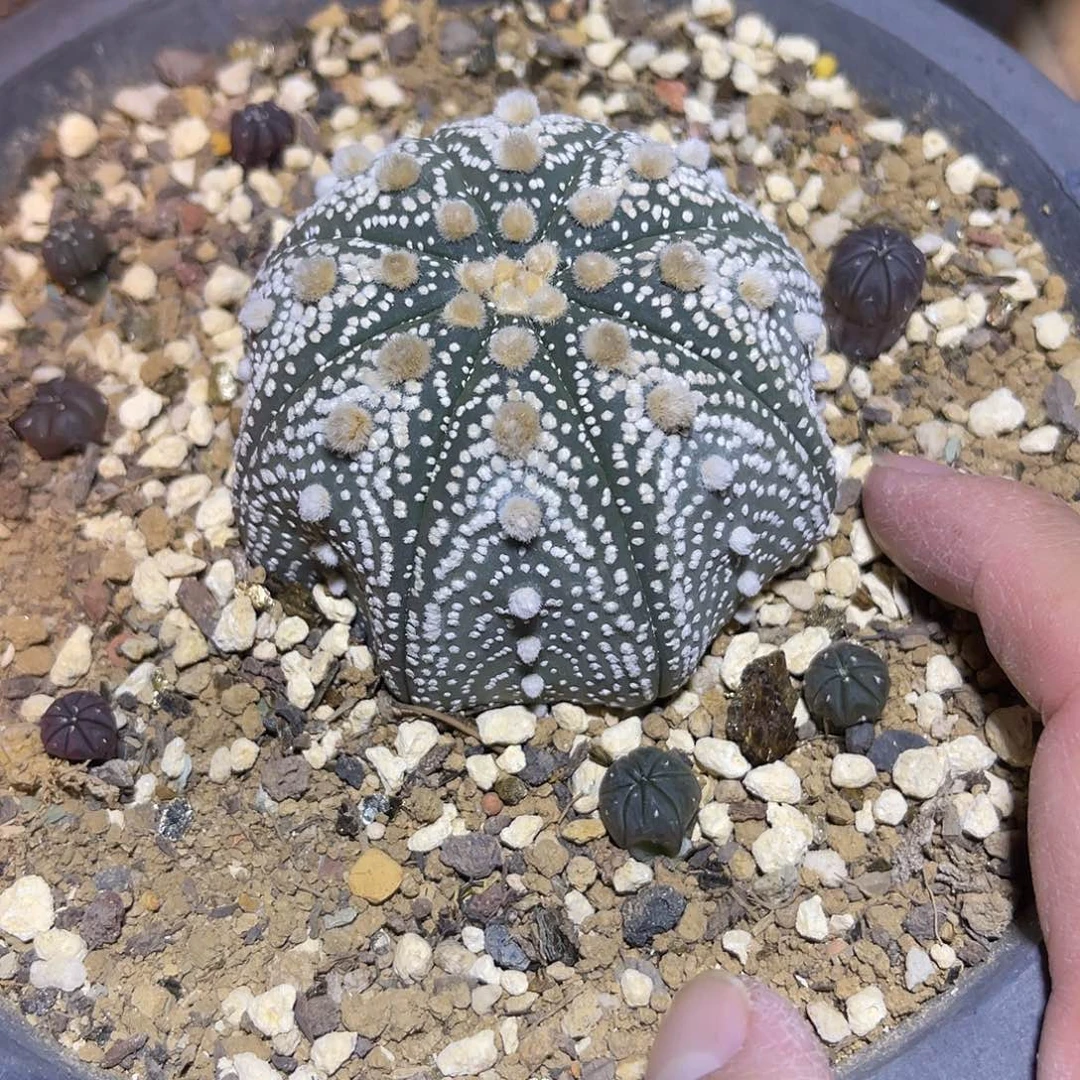 八爪鱼海星兜一物一拍