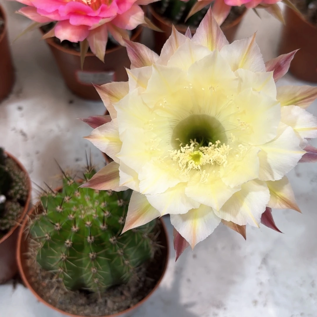 彼*鱼彩草奶黄白1号7.8公分左右