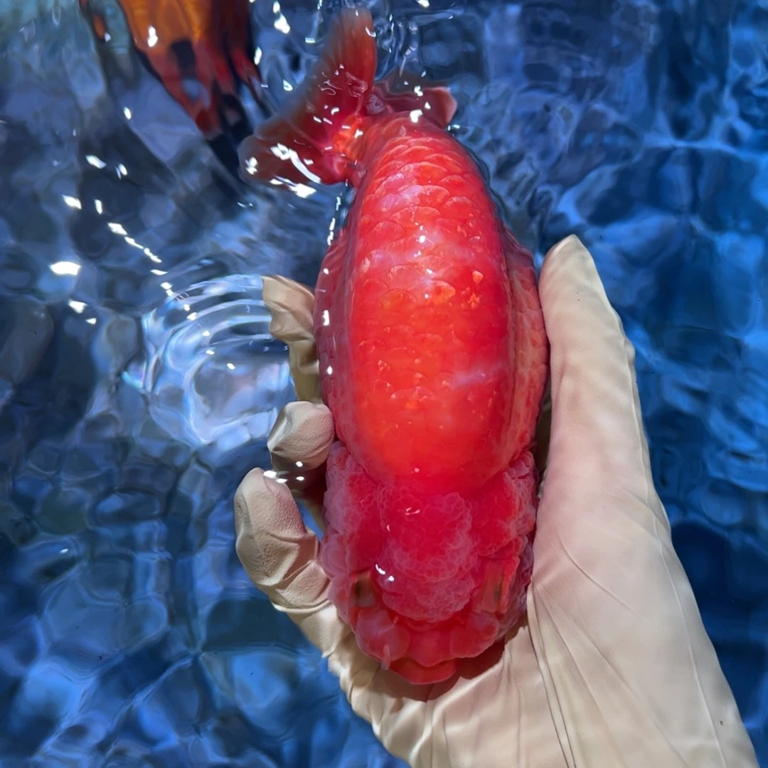 金鱼买三条顺丰包邮陆运