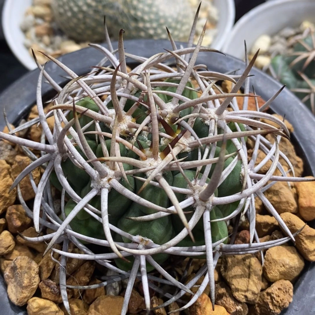 仙人球五十玲碧岩玉