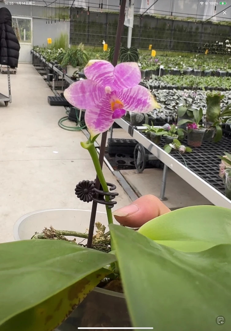 啊华精选盲盒 3.5寸 开花株 微瑕疵 无根或少根 鲜花绿植