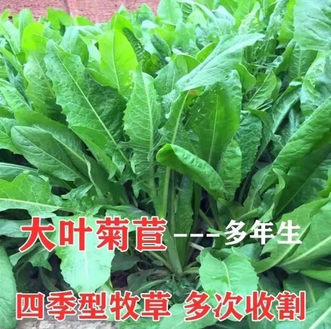 菊苣草种籽将军大叶菊苣四季生长高产牧草种子牛免鸡鸭菜多年生