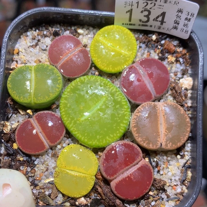 精品生石花122.134